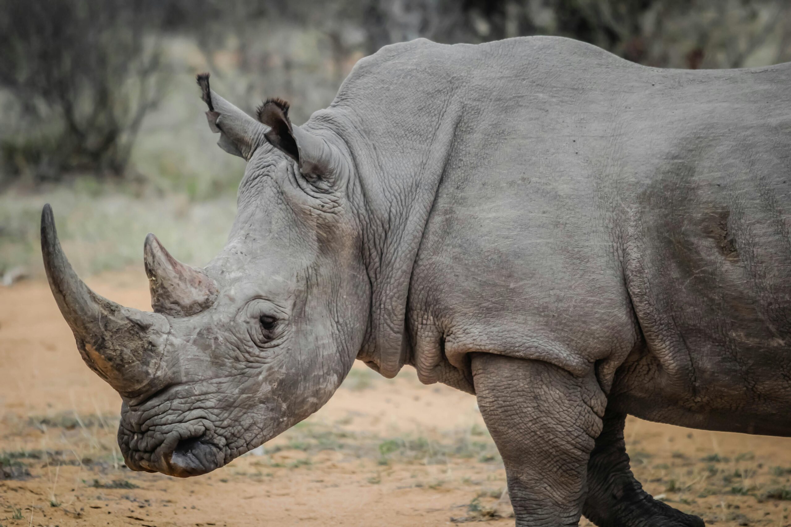 The Mozambican Rhino Economy: A Narrative of Strength, Resilience, and Purpose